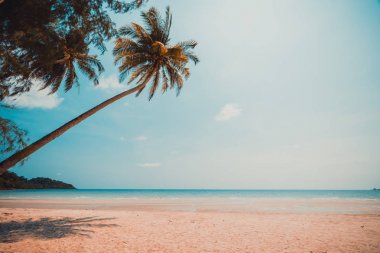 Güzel doğa tropikal plaj ve deniz ile Hindistan cevizi hurma ağacı o