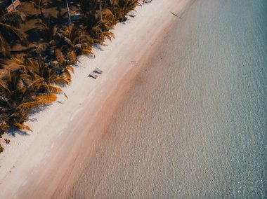 Güzel doğa tropikal plaj ve deniz ile Hindistan cevizi hurma ağacı o