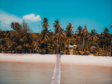 Güzel doğa tropikal plaj ve deniz ile Hindistan cevizi hurma ağacı o