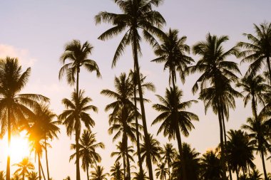 Hindistan cevizi palmiyesi