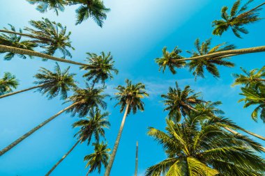 Mavi gökyüzü güzel Hindistan cevizi hurma ağacı