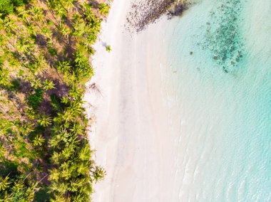 Plaj ve deniz ile Hindistan cevizi hurma ağacı güzel havadan görünümü