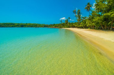 Güzel tropikal plaj ve deniz parad Hindistan cevizi hurma ağacı ile