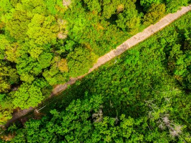 Yol ile orman içinde ağaç havadan görünümü