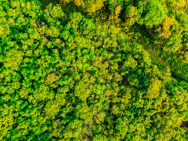 Beautiful aerial view of trees in the forest in summer for vacation