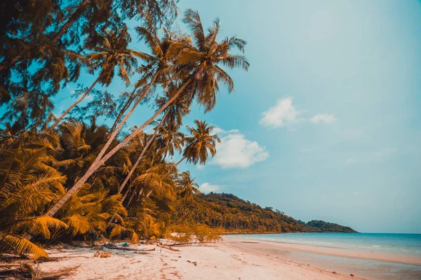 Wunderschöner Natur tropischer Strand und Meer mit Kokospalme — Stockfoto