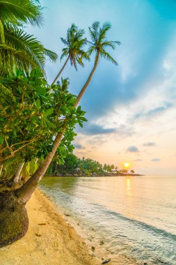 Plaj ve deniz çevresinde Hindistan cevizi hurma ile güzel cennet ada