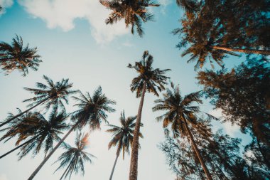 Hindistan cevizi palmiyesi