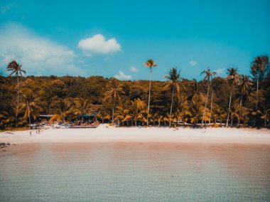 Güzel doğa tropikal plaj ve deniz ile Hindistan cevizi hurma ağacı o