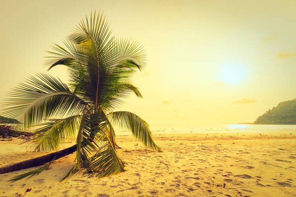 Beautiful tropical beach and sea with coconut palm tree in parad