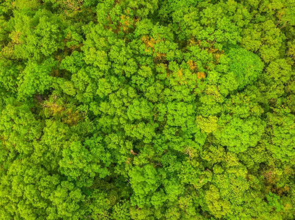 Beautiful aerial view of nature trees in the forest Stock Photo