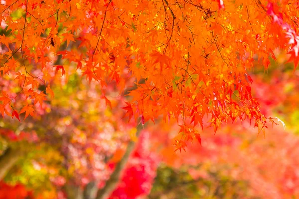 Schönes rotes und grünes Ahornblatt am Baum — Stockfoto