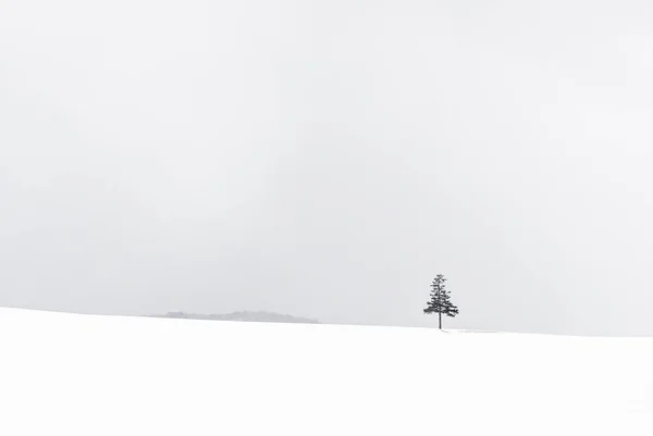 Beautiful outdoor nature landscape with christmas tree in winter — Stock Photo, Image