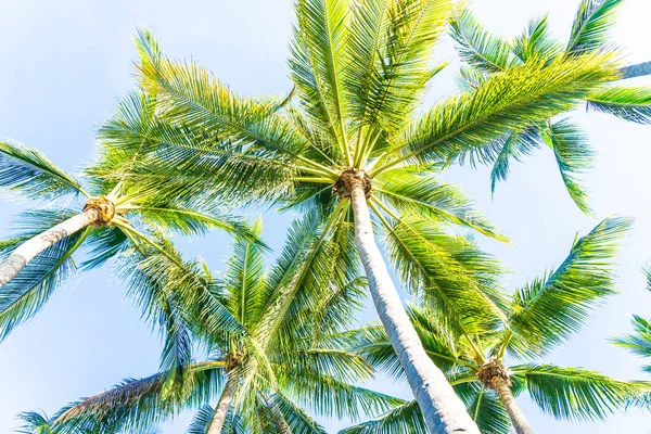 Beautiful outdoor tropical nature with coconut palm tree leaf on — Stock Photo, Image