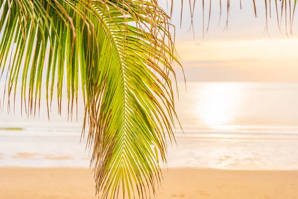 Bella spiaggia mare oceano con palma all'alba per l'alcol — Foto Stock