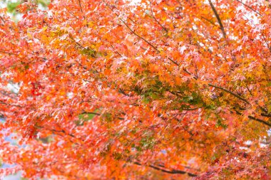 Kırmızı akçaağaç yaprağı ağacı