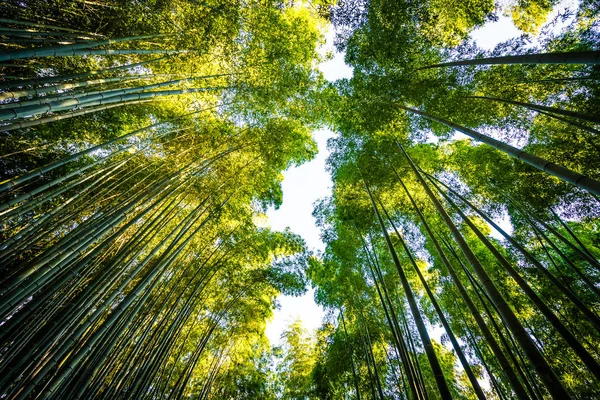 Hermoso paisaje de bosque de bambú en el bosque de Arashiyama — Foto de Stock