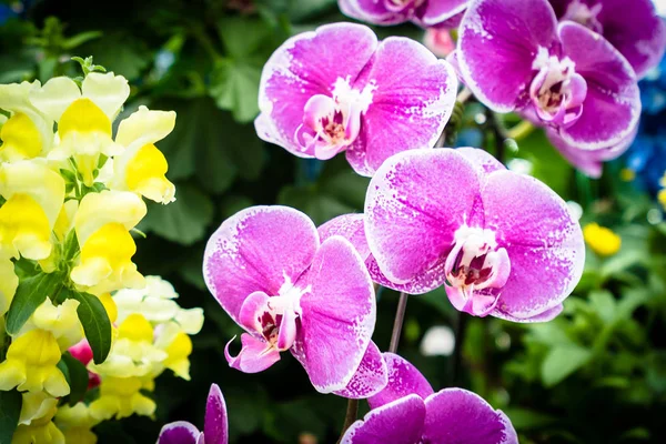 Colorful flower in the garden — Stock Photo, Image