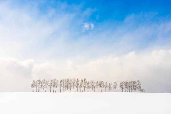 Prachtige buiten natuur landschap met de vertakking van de beslissingsstructuur in groep — Stockfoto