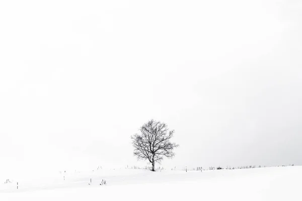 Wunderschöne Landschaft mit einsamen Bäumen im Schnee — Stockfoto