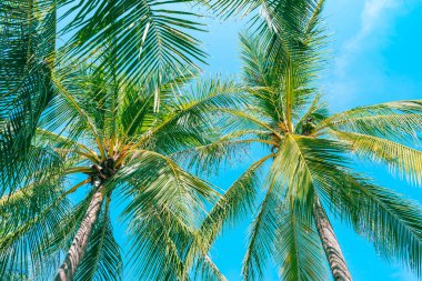 Mavi gökyüzünde güzel hindistan cevizi palmiye ağacının düşük açı çekim