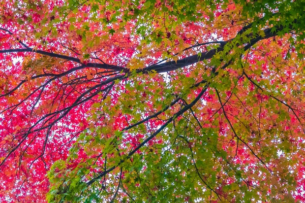 Schönes rotes und grünes Ahornblatt am Baum — Stockfoto