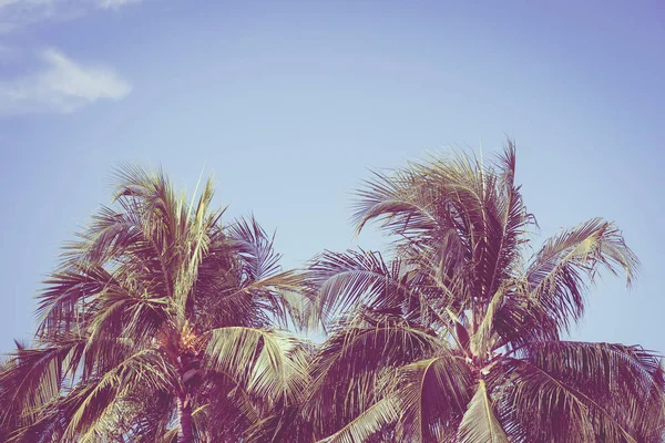 Gyönyörű kültéri trópusi természet kókuszpálmamag levél — Stock Fotó