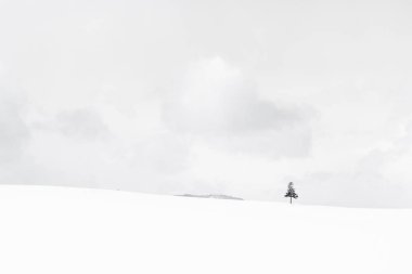 Güzel açık doğa manzara ile Noel ağacı kışın