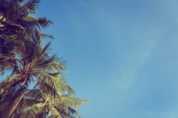 Baixo ângulo bela coqueiro palmeira com fundo céu azul — Fotografia de Stock
