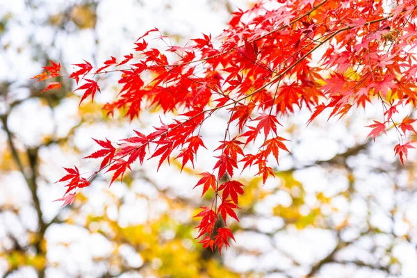 Beautiful maple leaf tree in autumn season — Stock Photo, Image