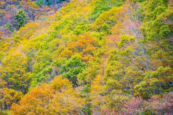 Hermoso paisaje un montón de árboles con hojas de colores alrededor de la —  Fotos de Stock