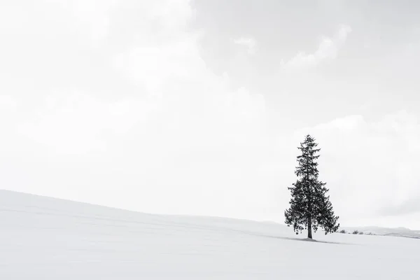 Vackra utomhus natur landskap med enbart christmass träd i — Stockfoto