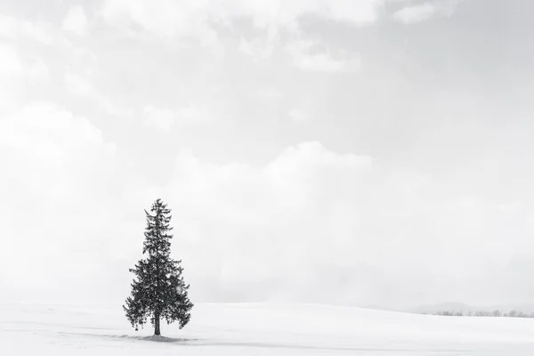 Vackra utomhus natur landskap med enbart christmass träd i — Stockfoto