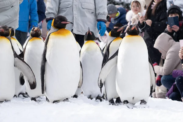 Arashiyama Hokkaido, Japón - 13 Febrero 2019 Grupo de pingüinos s — Foto de Stock