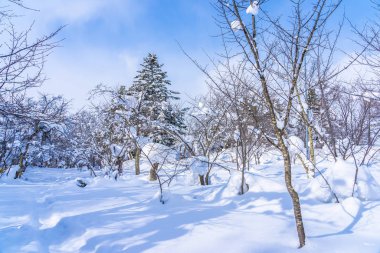 Kar kış sezonu ağacında ile güzel manzara