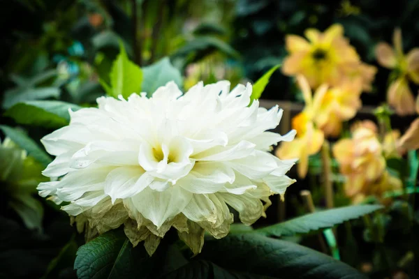 Bunte Blume im Garten — Stockfoto