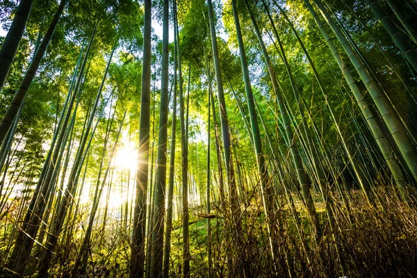 Bela paisagem de bosque de bambu na floresta em Arashiyama — Fotografia de Stock