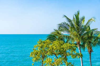 Güzel hindistan cevizi palmiyesi ve yapraklı deniz okyanusu