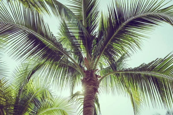 Palmera de coco con fondo de cielo —  Fotos de Stock