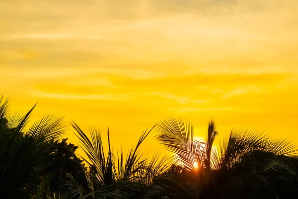 Beau coucher de soleil autour du ciel de palmier avec espace de copie — Photo