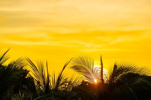 Beau coucher de soleil autour du ciel de palmier avec espace de copie — Photo