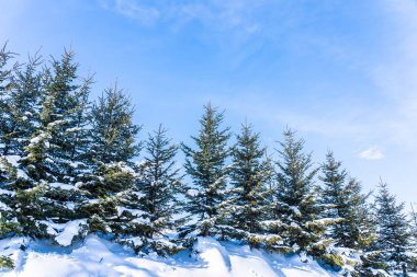 Noel Ağacı ile Güzel Doğa Manzarası