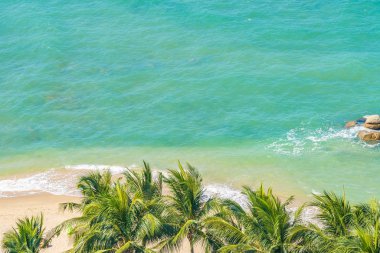 Güzel hindistan cevizi palmiyesi ve yapraklı deniz okyanusu