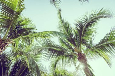 Gökyüzü arkaplanlı hindistan cevizi palmiyesi