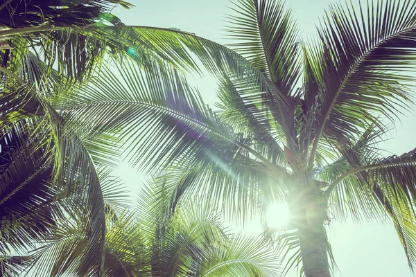 Кокосова пальма з фоном неба — стокове фото