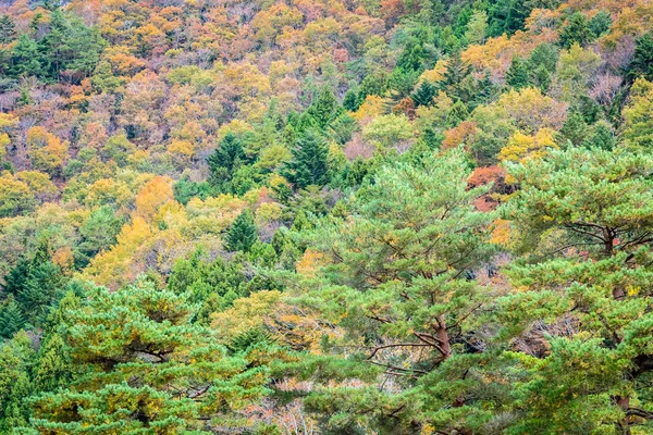 Hermoso paisaje un montón de árboles con hojas de colores alrededor de la —  Fotos de Stock