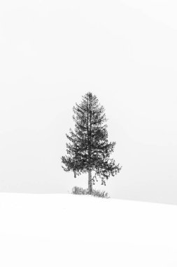 Yalnız ağaç içinde kar kış sezonu ile güzel manzara