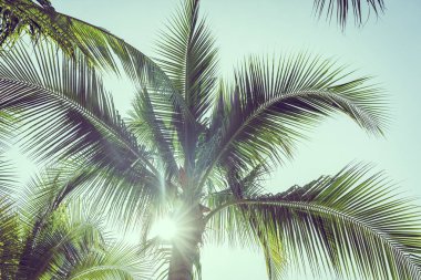 Gökyüzü arkaplanlı hindistan cevizi palmiyesi