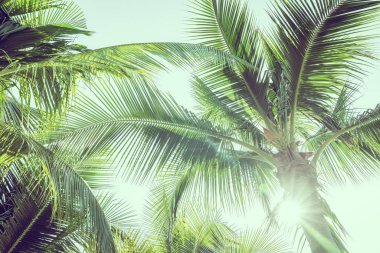 Gökyüzü arkaplanlı hindistan cevizi palmiyesi