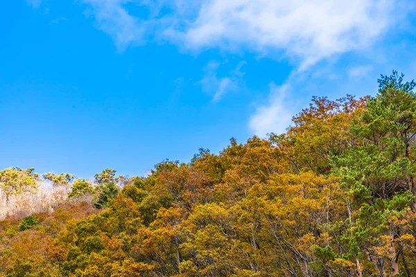 秋天的美丽风景与枫叶树 — 图库照片